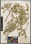 Foto von Salix orestera C. K. Schneid.